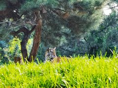 -北京野生动物园