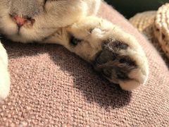 -猫猫幼稚园·撸猫·桌游·电玩