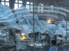 -帝企鹅自助餐厅•儿童岛•真企鹅(长隆企鹅酒店)