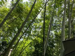 -缙云山景区