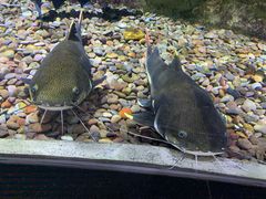 -迪拜水族馆及水下动物园