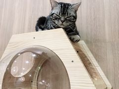 -藦茜花园宠物主题亲子互动体验馆(国顺东路店)