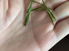 -正源安吉白茶特产享购商场(安吉店)