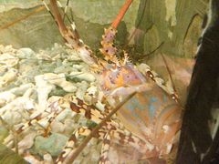 -珍宝轩海鲜火锅(碧湖大厦店)
