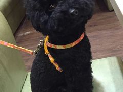 -八公叔叔宠物美容连锁(春申店)