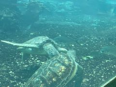 -海棠湾洲际-涛·海底餐厅·美人鱼·自助餐·海底隧道