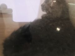 -爪爪喵星球·猫舍(前海卓越店)