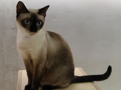 -more than meow吴止猫主题餐厅(承德 中船汇店)