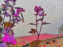 -广东茂名森林公园