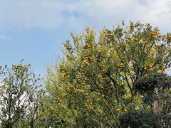 -三圣花乡旅游区