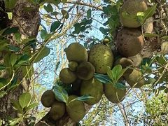 -中国科学院西双版纳热带植物园