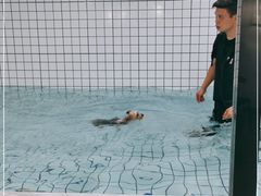 -柚子宠物(伊珊娜调理店)