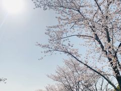 -顾村公园