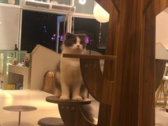 -飞行喵MR PILOT|猫舍·猫咖(静安大融城店)