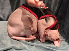 -绒爪撸猫下午茶·猫咖