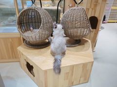 -藏猫猫咖啡主题馆(中央大道店)