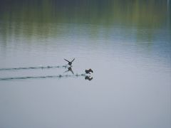-羊山湖公园