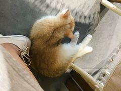 -吉丁鸟咖·异宠·寄养