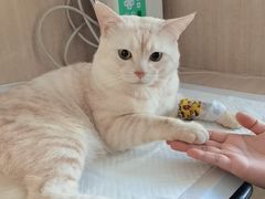 -北京观赏动物医院·24小时大型综合·猫专科·异宠专科