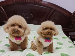 -暖阳宠物医院·犬猫康复中心·骨科