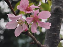 -狐尾山公园