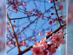 -西郊5号·Maggie 5