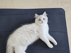 -佳雯宠物医院·皮肤科·内外科(春晓路分院)