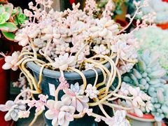 -曲阳花鸟市场(曲阳路店)