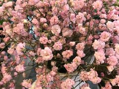 -鲜果壹号(中央景城店)