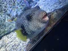 -烟台海昌鲸鲨海洋公园