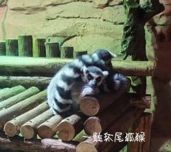 -Zoolung Zoolung动物主题公园(海信广场店)