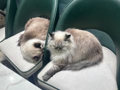 -安格丽娜·狗咖·猫咖羊驼咖(春熙路百盛商场店)