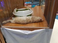 -龟与熊猫宠物公园(南坪店)