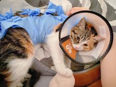 -北京恒爱动物医院(清景园分院)