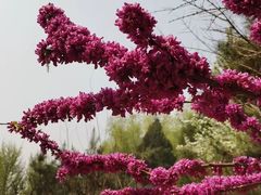 -莲花池公园