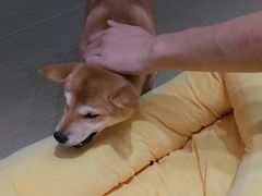 -逗柴咖啡屋·狗咖猫咖宠物桌游