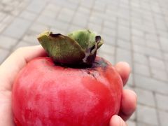 -瀛洲公园