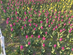 -长春公园(普阳街道)