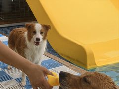 -爪吧宠物乐园 (温榆河示范区店)