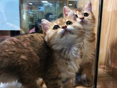 -屋虎猫馆(宝安大仟里店)
