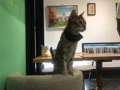 -猫色咖啡·猫咖