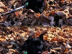 -帽儿山国家森林公园