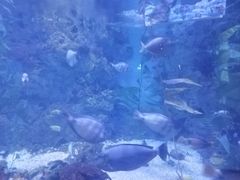 -烟台海昌鲸鲨海洋公园