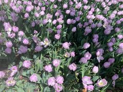 -上海鲜花港