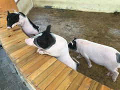 -广州融创文旅城