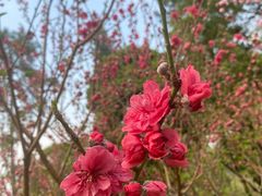 -桃花涧