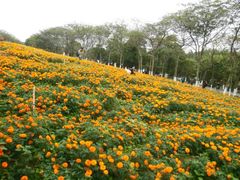 -松山湖梦幻百花洲