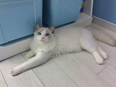 -喵的天空名猫咖啡馆·撸猫·猫舍·用品