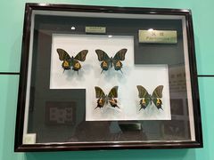 -上海昆虫博物馆