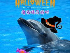 -海合安成都极地海洋公园